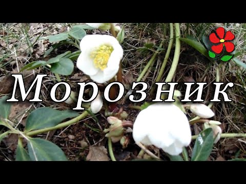 Видео: Морозник. Самый стойкий цветок!
