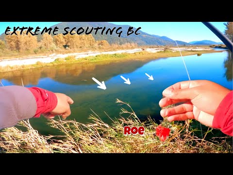 Видео: Неустанные поиски кижуча в потрясающей Британской Колумбии