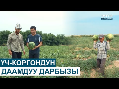 Видео: ҮЧ-КОРГОНДУН ДААМДУУ ДАРБЫЗЫ // МЕНИН АЙЫЛЫМ