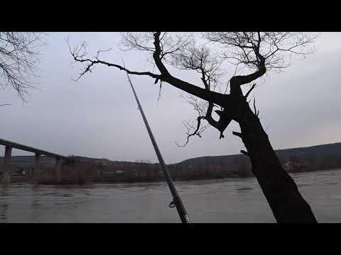 Видео: Ловля на курячу печінку. Дністер.