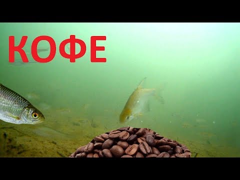 Видео: Реакция рыбы на КОФЕ! Вот это открытие! Подводная съемка