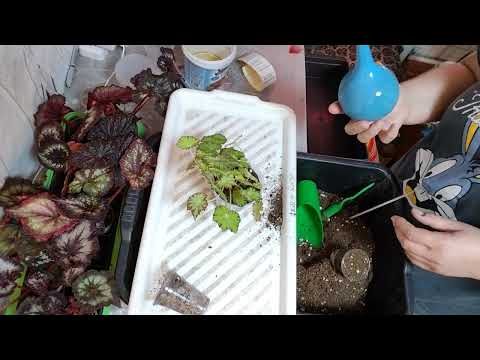 Видео: ПЕРЕСАДКА БЕГОНИЙ .9 октября 2025 г.