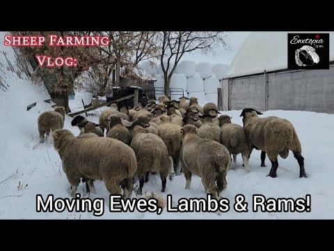 Видео: Зимнее овцеводство: перемещение овец!