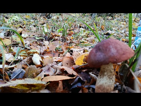 Видео: 26 жовтня 2025р. Вечірня прогулянка😍♥️🤗