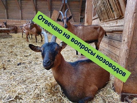 Видео: Коза не покрывается//Удои и жирность молока//Ответы на комментарии  №7