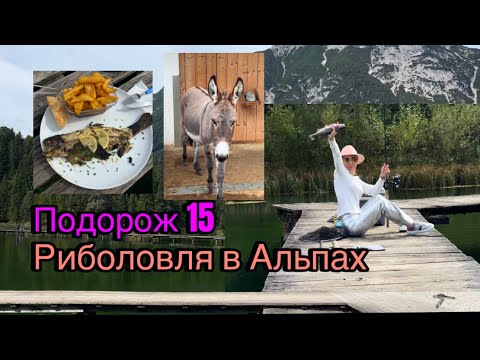 Видео: Подорож 15, риболовля в Альпах на форель @Simple_and_Glamour  #риболовля #форель