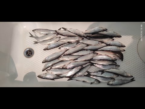 Видео: Безумные поклевки Рипуса  Увильды 5-6 января 2023