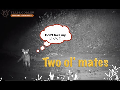 Видео: Два старых приятеля