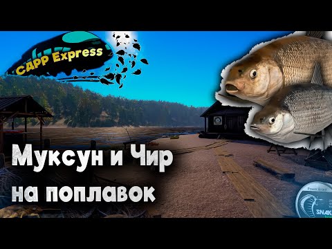 Видео: Ловлю на поплавок. Нижняя Тунгуска. / СДРР Express ( Русская рыбалка 4 )