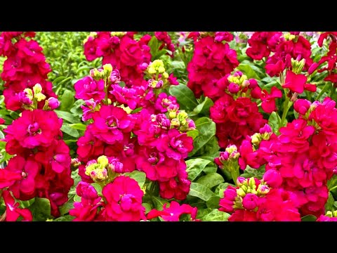 Видео: ПОСЕЙТЕ ЭТОТ ЦВЕТОК СРАЗУ В ГРУНТ! Он затмит цветением и ароматом все лето в саду! Без рассады