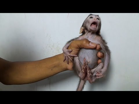 Видео: КАК МОНСТР, КОТОРЫЙ НИКОГДА НЕ ПИЛ МОЛОКА!!! КОРОЛЕВА ОБЕЗЬЯН