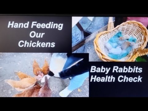 Видео: Наши куры и кролики на заднем дворе | Выпуск 217 | Проверка здоровья новорождённых