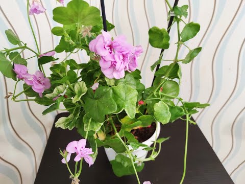 Видео: Как ухаживать за плющелистной пеларгонией осенью и зимой