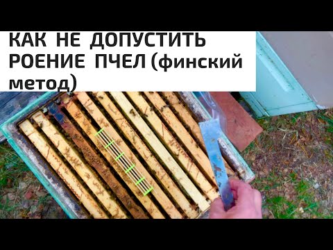 Видео: КАК НЕ ДОПУСТИТЬ РОЕНИЕ ПЧЁЛ-ФИНСКИЙ МЕТОД