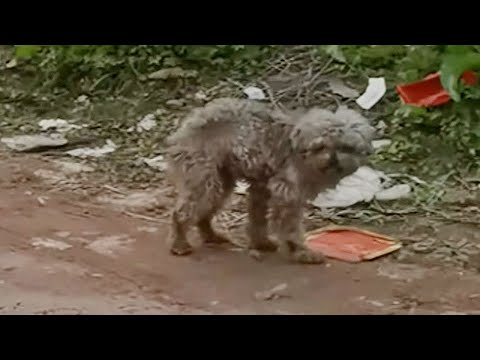 Видео: Если пойдёшь со мной, я отведу тебя домой!