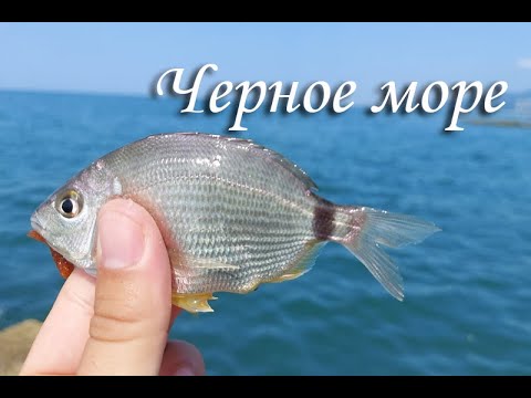 Видео: Ловлю легким спининнгом с берега на черном море. Сочи-Адлер.