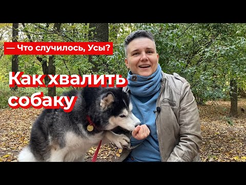 Видео: Что случилось, Усы? Как хвалить собаку