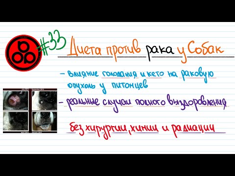 Видео: Собаки, рак и кето