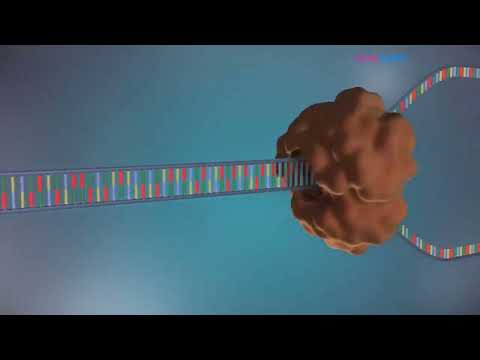 Видео: ДНХ ийн нийлэгжил