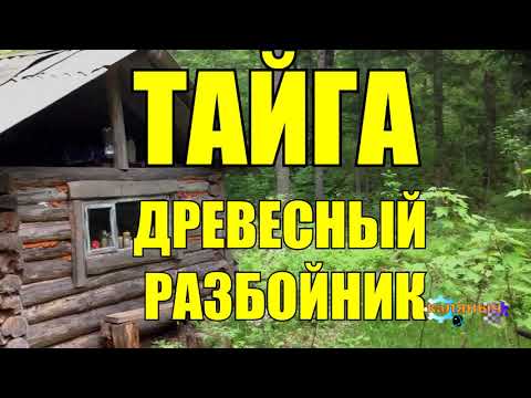 Видео: ДРЕВЕСНЫЙ РАЗБОЙНИК | ТАЙГА