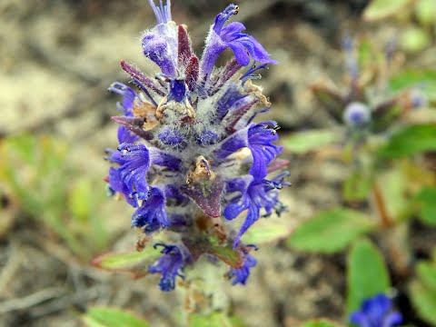 Видео: Живучка ползучая (Ajuga reptans)