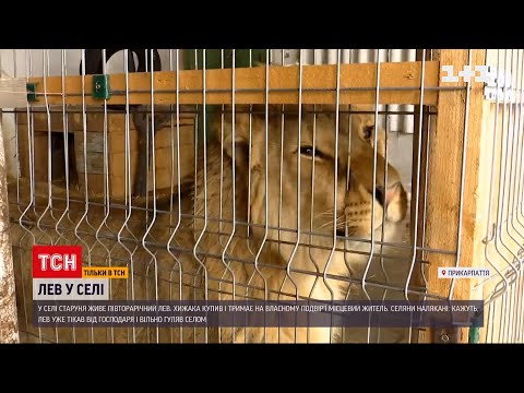 Видео: В прикарпатской деревне живет полуторагодовалый лев | ТСН 19:30