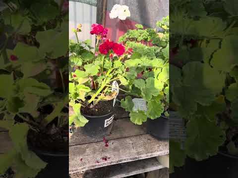 Видео: Спалилась))) 