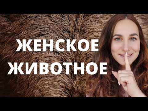 Видео: Женское животное. Телка, будь человеком!