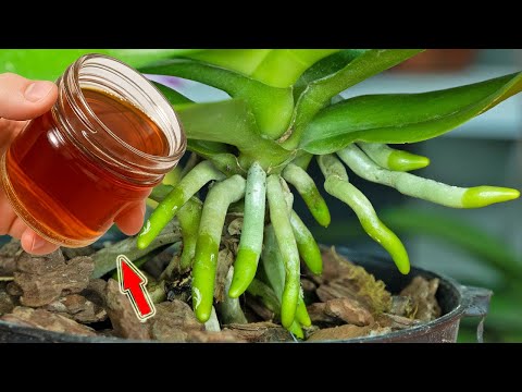 Видео: 1 чашка в неделю! Тысячи орхидей цветут круглый год!