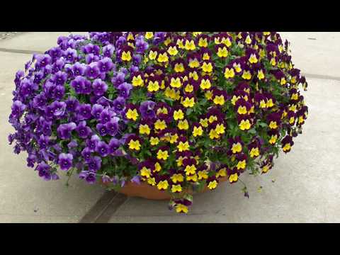 Видео: Рано зацветающие цветы от Биотехники.