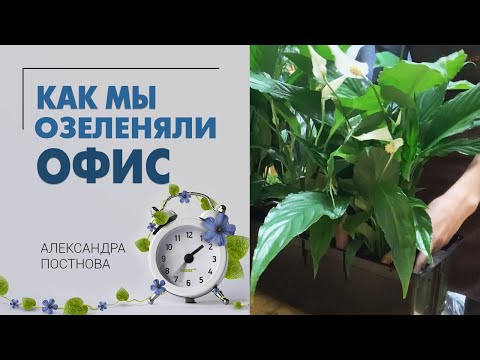 Видео: Озеленение офиса - зачем вообще оно нужно и какие растения лучше выбрать для озеленения.