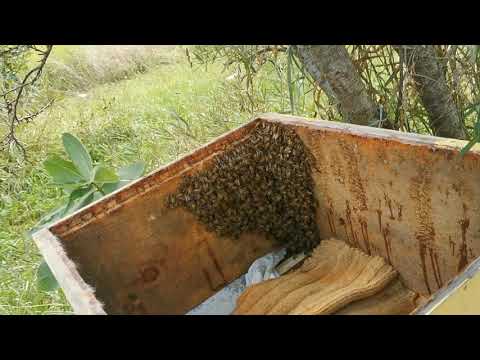 Видео: Трутовка, объединение с маленькой семейкой, наблюдения