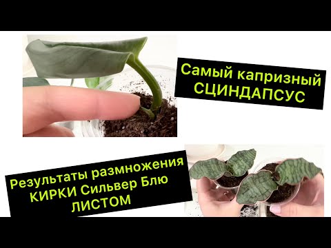 Видео: Самый капризный СЦИНДАПСУС / Результаты размножения Сансевиерии КИРКИ Сильвер Блю ЛИСТОМ