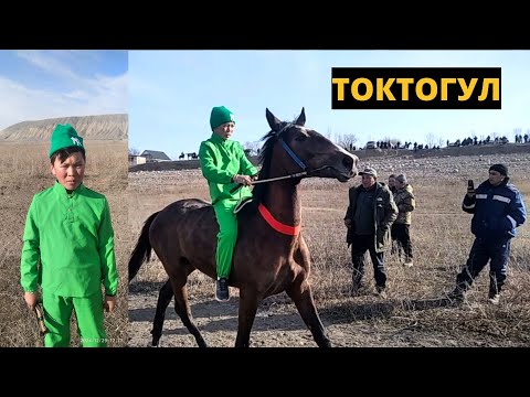 Видео: ТОКТОГУЛ \\ТАЙ ЧАБЫШ 29.12.24