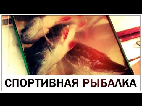 Видео: Галилео. Спортивная рыбалка