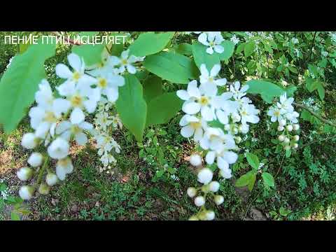 Видео: ВЕСЕННЕЕ ПЕНИЕ ДРОЗДОВ СОЗДАСТ ГАРМОНИЮ И ПОКОЙ В ДУШЕ.УСПОКАИВАЕТСЯ НЕРВНАЯ СИСТЕМА.