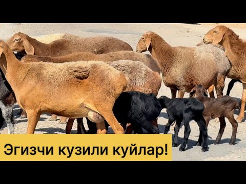 Видео: Эгизчи кузили куйлар! Бугоз куйлар! 990886400☎️ 951739935☎️