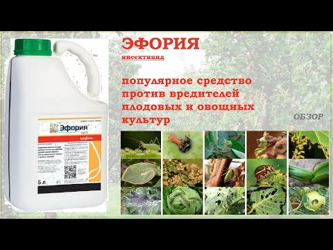 Видео: Эфория  - популярное средство против основных вредителей плодовых и овощных культур. Обзор