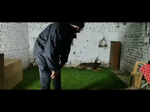 Видео: Боян, НЕправилна игра с играчка.