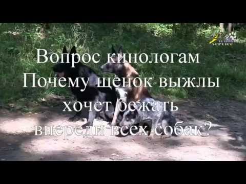 Видео: Почему щенок хочет бежать впереди всех? Вопрос кинологам и зоопсихологам, дрессировка собак
