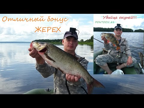 Видео: Ловля окуня на вертушки PONTOON 21. Крупный жерех на 2600 гр.