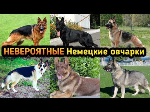 Видео: ВСЕ окрасы Немецкой овчарки и как цвет влияет на ЦЕНУ щенка овчарки? Мокрый нос
