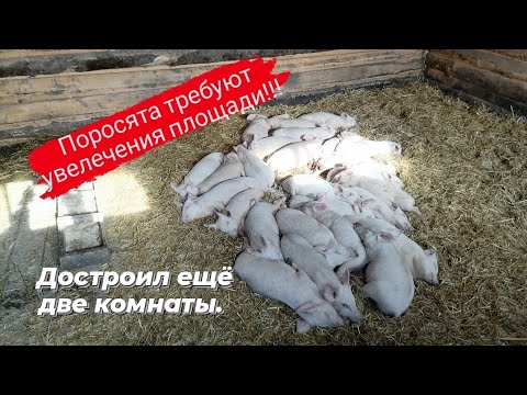 Видео: Увеличиваем жильё для поросят. #свинарник за копейки.