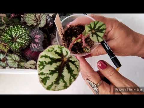 Видео: Слепые затесты на бегонии, распознаю детки, делаю подпись с названием.