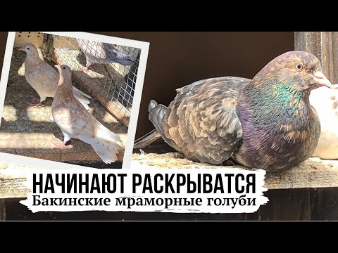 Видео: 2025г. МОЛОДЁЖЬ РАСКРЫВАЕТСЯ. Хорошая погода - сразу результат! Бакинские мраморные бойные голуби