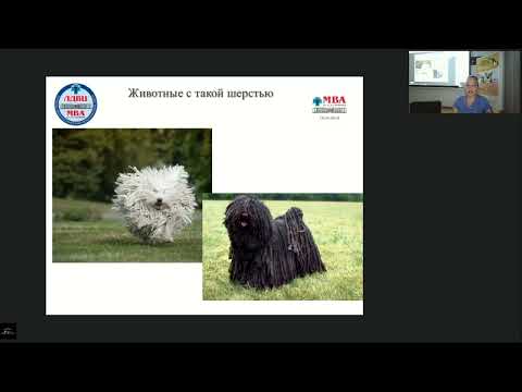 Видео: Основы УЗД у МДЖ