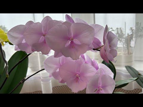 Видео: Все пошло нет так! Пересадка Орхидеи на наращивание Корней