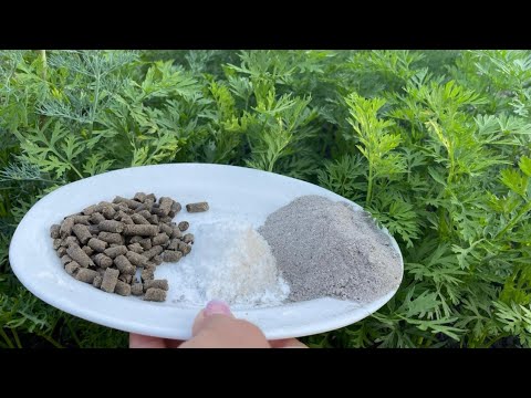 Видео: ВАША МОРКОВЬ И СВЁКЛА ПОРАДУЮТ УРОЖАЕМ, ЕСЛИ ВОВРЕМЯ СБАЛАНСИРОВАННО ПОДКОРМИТЬ!