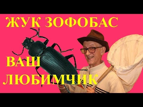 Видео: Как Разводить Жука Зофобаса или Зофобуса? Кратко, Ясно и Понятно.