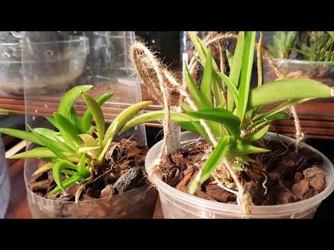 Видео: #Толумния уход и содержание в жарком климате  #Tolumnia #орхидеи #orchid